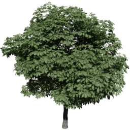 Aesculus hippocastanum H summer