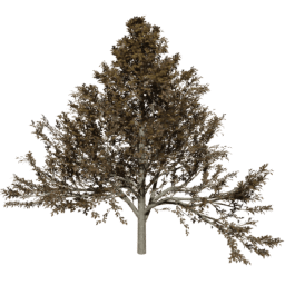 Alnus glutinosa A autumn