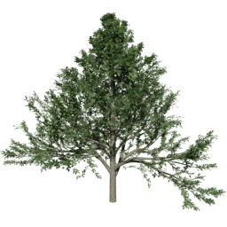 Alnus glutinosa A summer