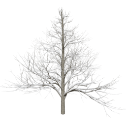 Alnus glutinosa A winter