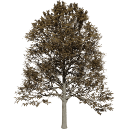 Alnus glutinosa B autumn