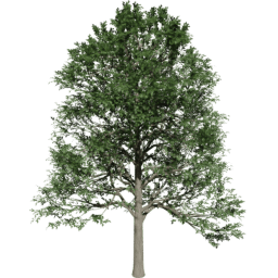 Alnus glutinosa B summer