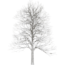 Alnus glutinosa B winter