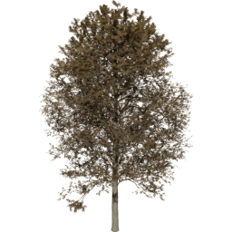 Alnus glutinosa C autumn