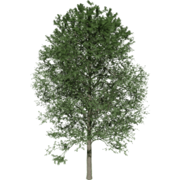 Alnus glutinosa C summer