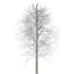 Alnus glutinosa C winter