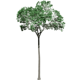 Bertholletia excelsa A summer