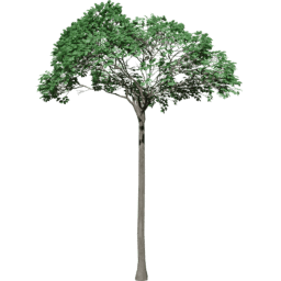 Bertholletia excelsa B summer