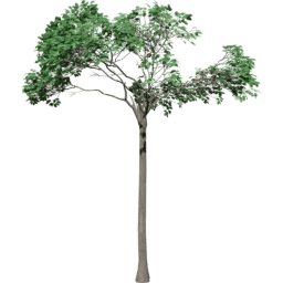 Bertholletia excelsa C summer