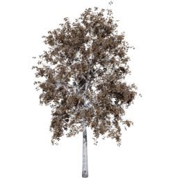 Betula pendula A autumn