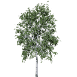 Betula pendula A summer