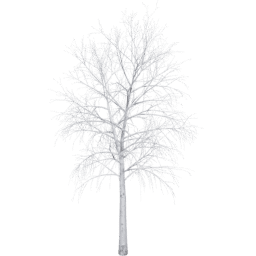 Betula pendula A winter