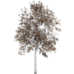 Betula pendula B autumn