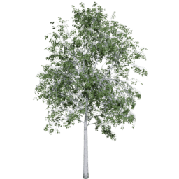 Betula pendula B summer