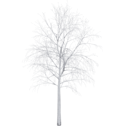 Betula pendula B winter