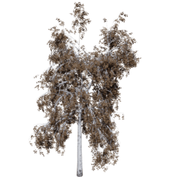 Betula pendula C autumn