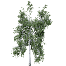 Betula pendula C summer