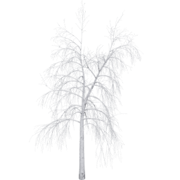 Betula pendula C winter