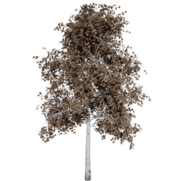 Betula pendula D autumn