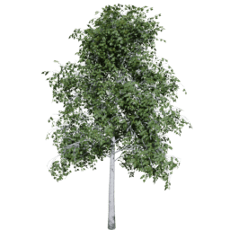 Betula pendula D summer