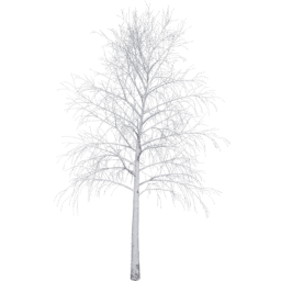 Betula pendula D winter