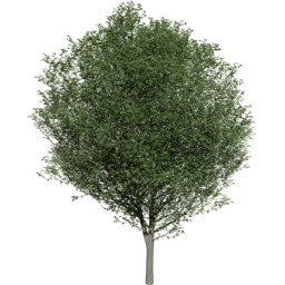 Carpinus betulus A summer