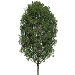 Carpinus betulus B summer