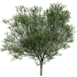 Carpinus betulus C summer