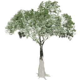 Ceiba pentandra A summer