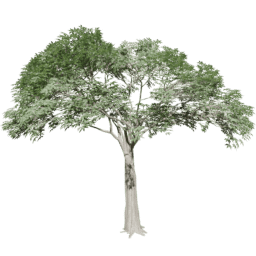 Ceiba pentandra B summer