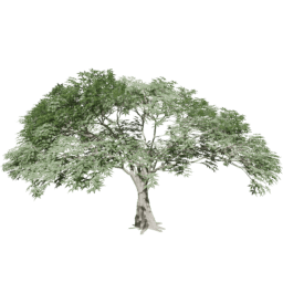 Ceiba pentandra C summer