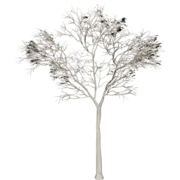 Ceiba pentandra D summer