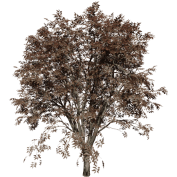 Celtis occidentalis A autumn