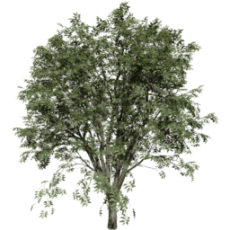 Celtis occidentalis A summer