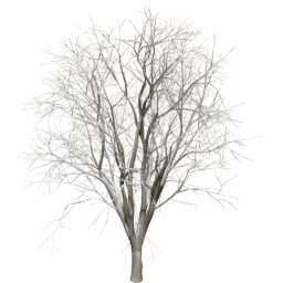 Celtis occidentalis A winter