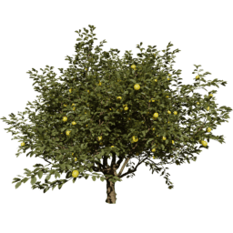 Citrus limon A summer