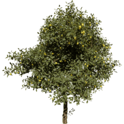 Citrus limon B summer