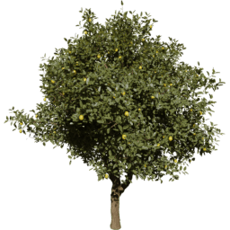 Citrus limon C summer