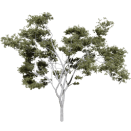 Corymbia aparrerinja A summer