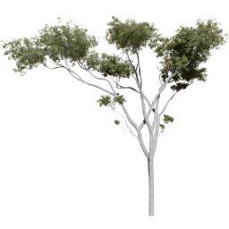 Corymbia aparrerinja B summer