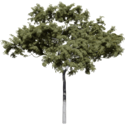 Corymbia aparrerinja C summer