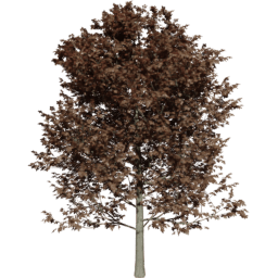 Fagus sylvatica A autumn