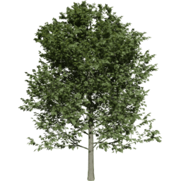 Fagus sylvatica A summer