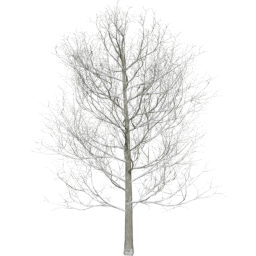 Fagus sylvatica A winter