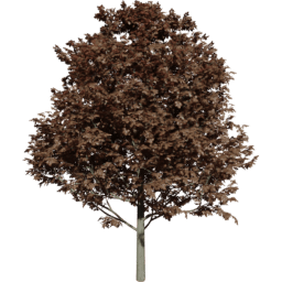 Fagus sylvatica B autumn