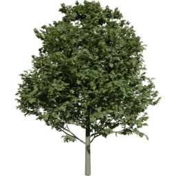 Fagus sylvatica B summer