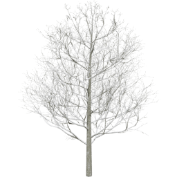 Fagus sylvatica B winter