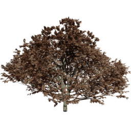 Fagus sylvatica C autumn