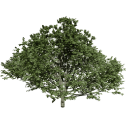 Fagus sylvatica C summer