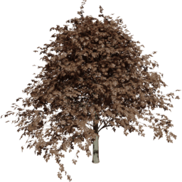 Fagus sylvatica D autumn